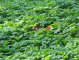 Squirrel with nut among leafs