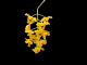 Yellow_Orchidee