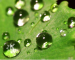 Droplets on the fern with KDE logo