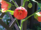 Flowering Maple