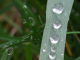Drops on the grass....