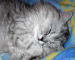 KDE_Cat_Dreams