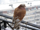 Pigeon on terrace on sky-scraper (winter)