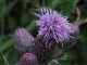 thistle2