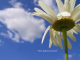 Flower and Sky