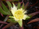 Yellow Ice plant flower