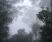 eucalypt mist