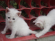 Little white kittens