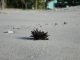 Sea urchin on Varadero