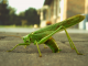 Grasshopper wallpaper