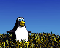 Penguin in the Field