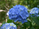 blue_hydrangea