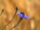 a bee in a blue flower 