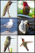 Userimages  - Birds