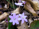 Hepatica nobilis from Forest