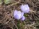 Crocus early spring flower