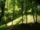 forest in "vértes" mountain