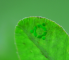 green ubuntu leaf logo