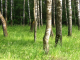 Russian Birches (1600x1200)