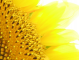 Sunflower's macro