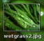wetgrass2