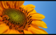 Sunflower (border)