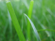 grass in my garden