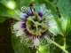 Passion Flower