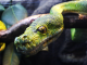 Green Snake 1