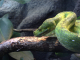 Green Snake 2