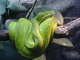 Green Snake 3