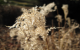 Wheatgrass 1280x800
