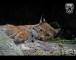 Pardus: Lynx lying