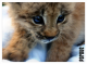Pardus: Lynx baby