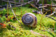 snail (1600x1071)