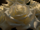 White Roses 2-1600X1200