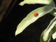 ladybug on willow