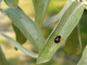 black ladybug on willow