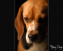 Thinking Beagle