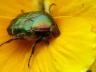 Beetle on yellow flower