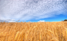 The Wheat field