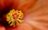 Hibiscus flower's pistil