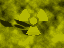 Yellow Radioactive