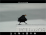 PCLinuxOS - Black Bird Bootsplash