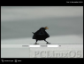 PCLinuxOS - Black Bird KDM Theme