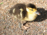 Baby Duck