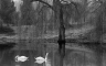 The Black & White swan