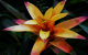 Rotoscoped Orange Flower (1280x800)