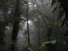 Monteverde Cloud Forest