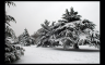 The Snow Tree
